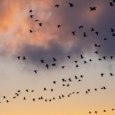 A flock of birds in loose formation against a sunset sky — many individuals moving as one