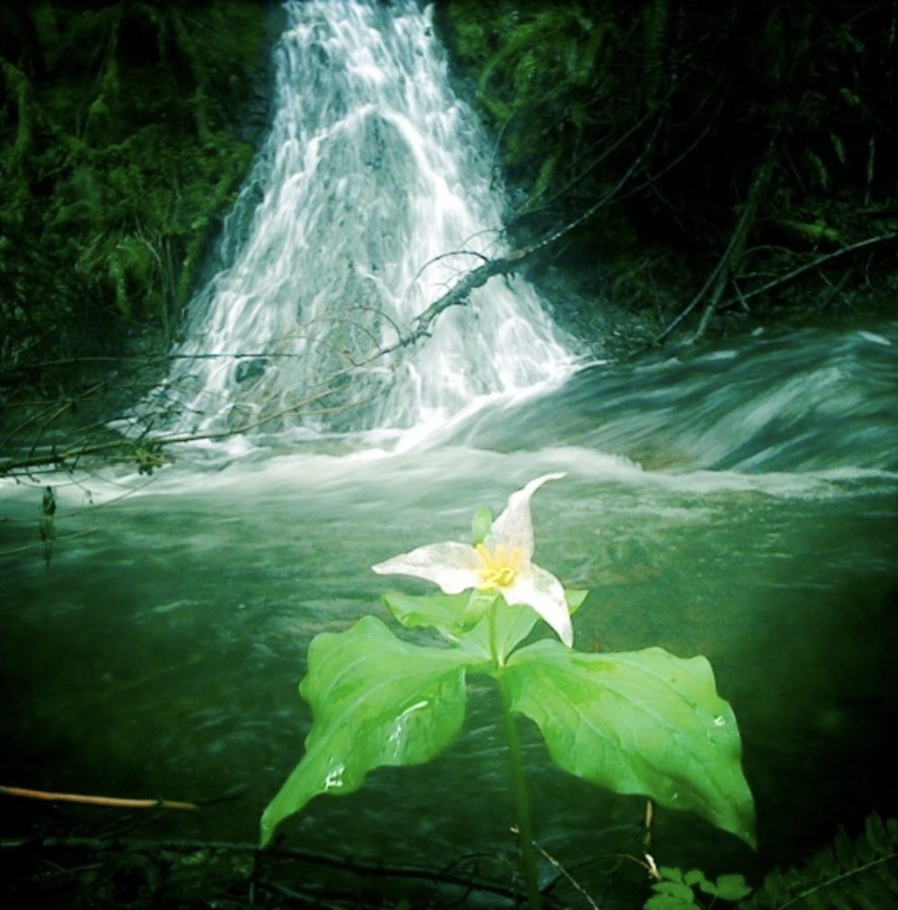 A waterfall spilling into a green pool, with a trillium flowering in the foreground
