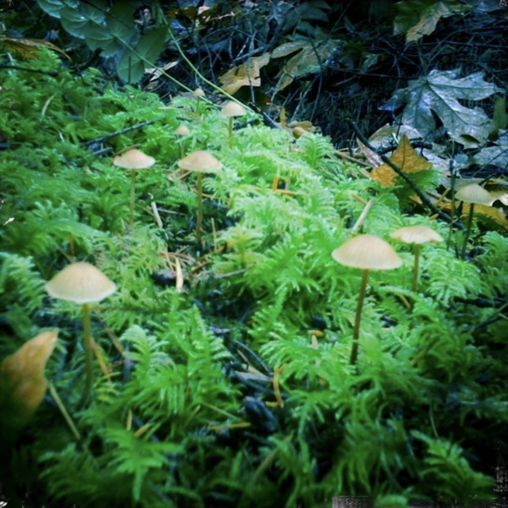 Mushrooms and moss on a forest floor thick with ferns
