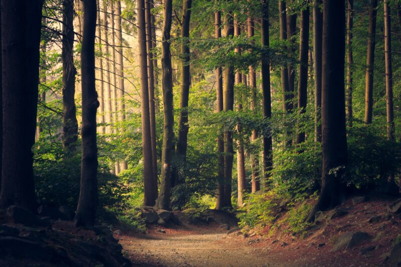 Cryptocurrency: Our Environmental Crisis Solution