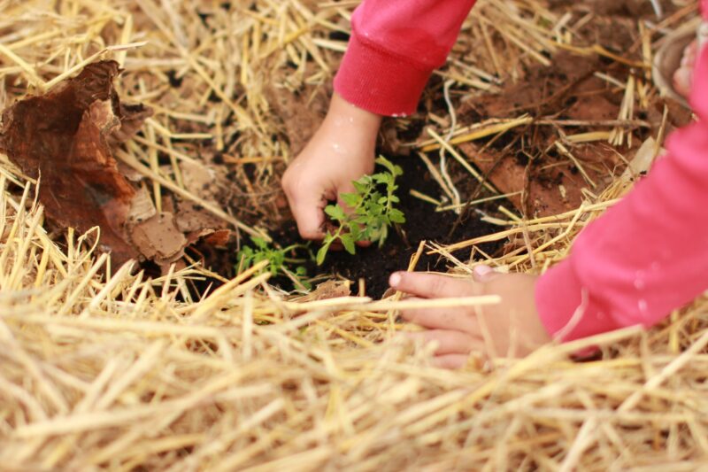 Good Deeds Get Citizenship
