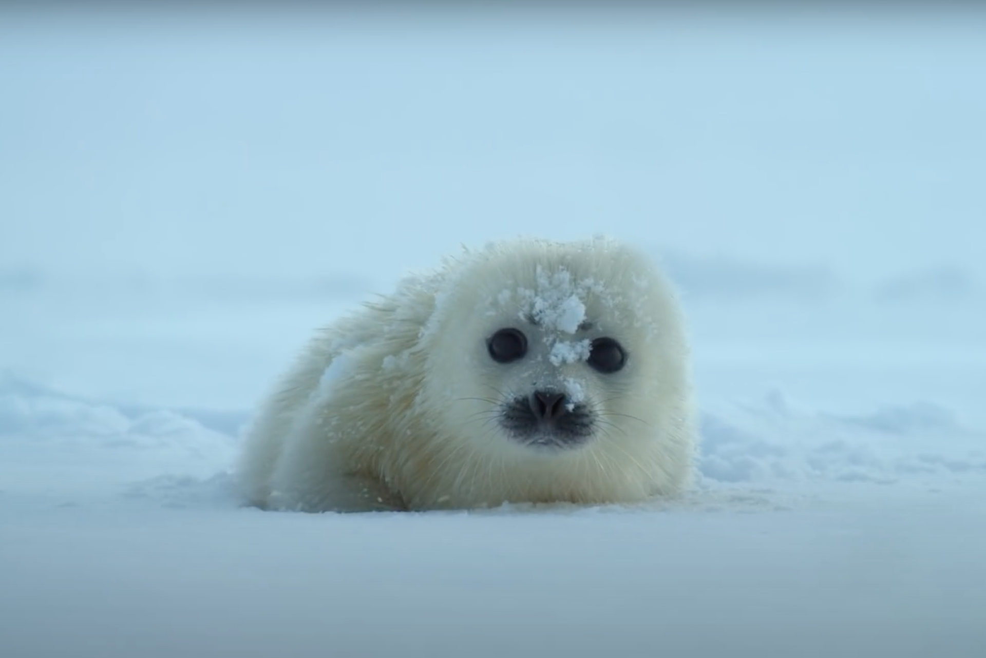 Our Planet – Too Big To Fail