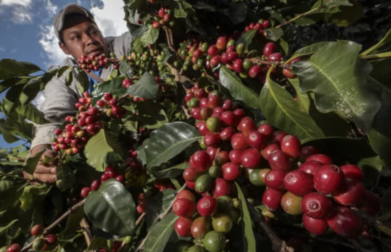 Smart Contracts for Fair Trade Farming