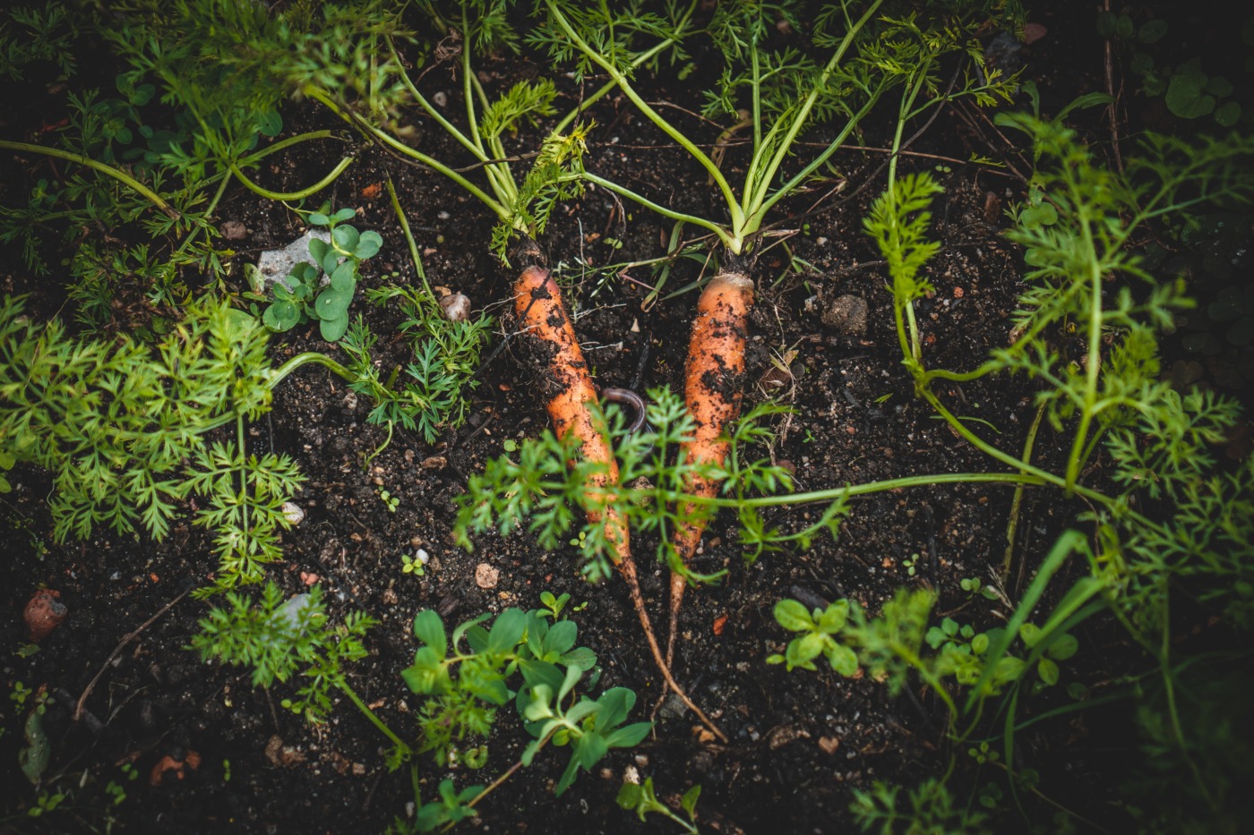 Telos Blockchain for Farmers Explained
